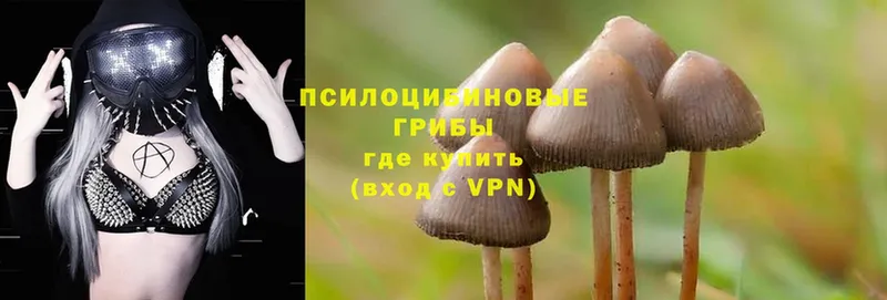 Псилоцибиновые грибы Psilocybine cubensis  Усинск 